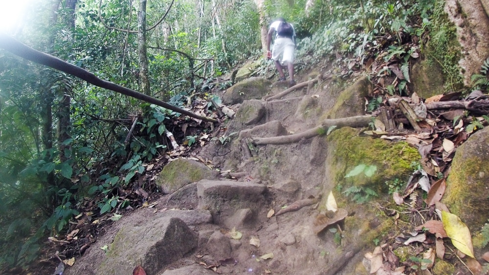 A steep incline with natures steps made from tree roots