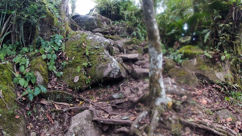 More of the climb to the top of Gros Piton